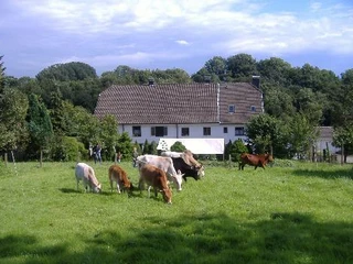 Gut Halfeshof in Mettmann Kühe grasen auf einer grünen Wiese vor einem großen weißen Bauernhaus mit Waldlandschaft im Hintergrund.