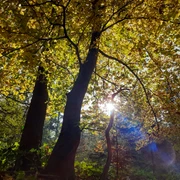 Wingster Herbstwald