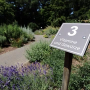 081HR - Bad Camberg - Kneipp-Kräutergarten.JPG