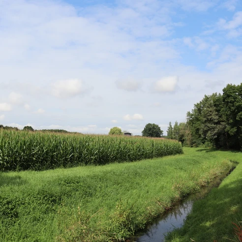Eine einfache Wiese mit einem angrenzenden Bach, umgeben von hohen Bäumen und einem strahlend blauen Himmel.