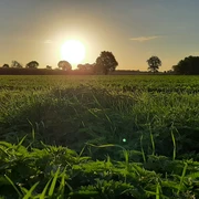 Sonnenuntergang über einer weiten Wiese in Rahden, Bäume umranden den Horizont im Abendlicht.