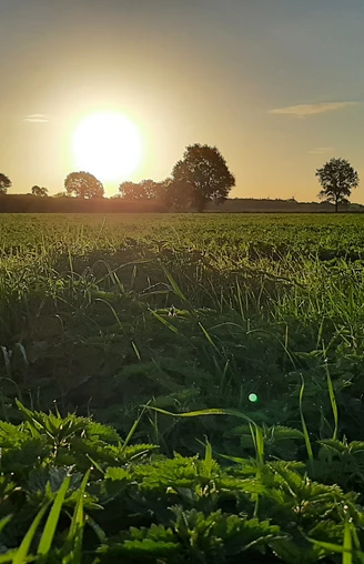 Sonnenuntergang über einer weiten Wiese in Rahden, Bäume umranden den Horizont im Abendlicht.