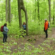 Buche mit den zwei Beinen Eine große Buche mit einzigartig geformtem Stamm wirkt wie zwei Beine in einem grünen Wald.
