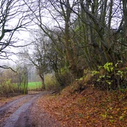 Hollingstedter Gehölz Weg_HollingstedterGehölz
