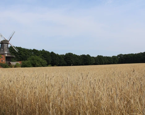 Windmühle Hoyerhagen Windmühle Hoyerhagen mit strahlend weißen Flügeln steht am Rand eines weitläufigen Getreidefeldes.