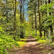 Weg im Holter Wald in Schloß Holte-Stukenbrock Weg im Holter Wald in Schloß Holte-Stukenbrock