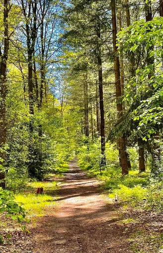 Weg im Holter Wald in Schloß Holte-Stukenbrock Weg im Holter Wald in Schloß Holte-Stukenbrock