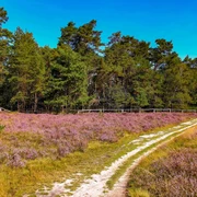 Heideblüte am Ems-Erlebnisweg in Schloß Holte-Stukenbrock Heideblüte am Ems-Erlebnisweg in Schloß Holte-Stukenbrock
