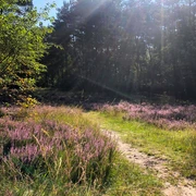 Heideblüte am Ems-Erlebnisweg in Schloß Holte-Stukenbrock Heideblüte am Ems-Erlebnisweg in Schloß Holte-Stukenbrock