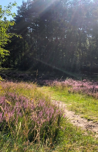 Heideblüte am Ems-Erlebnisweg in Schloß Holte-Stukenbrock Heideblüte am Ems-Erlebnisweg in Schloß Holte-Stukenbrock