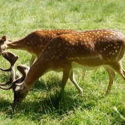 Damwild in Bad Wünnenberg Zwei Damhirsche mit dichten Geweihen weiden friedlich auf einer grünen Wiese in Bad Wünnenberg.