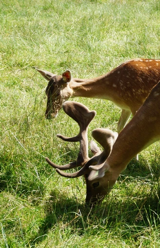 Damwild in Bad Wünnenberg Zwei Damhirsche mit dichten Geweihen weiden friedlich auf einer grünen Wiese in Bad Wünnenberg.