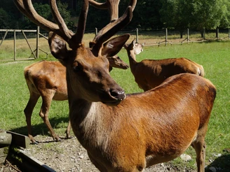 Hirsch im Wildtiergehege Bad Wünnenberg Mehrere Hirsche mit beeindruckenden Geweihen im Wildtiergehege vor bewaldeter Kulisse.