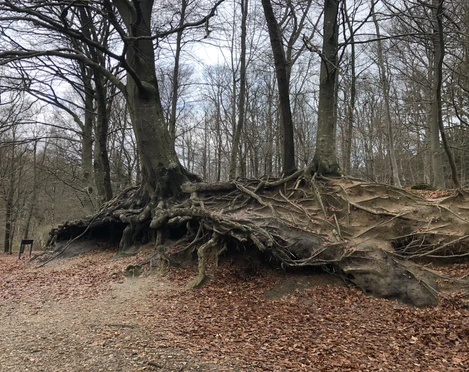 Freigelegte Wurzeln einer Rotbuche
