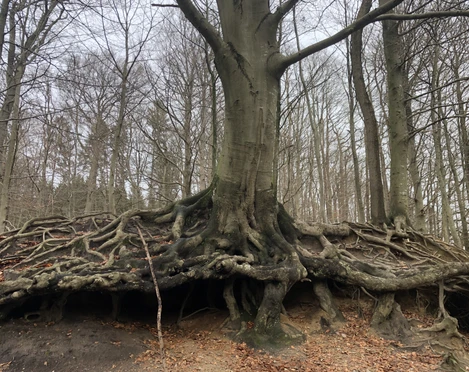 Rotbuche im Gieselautal