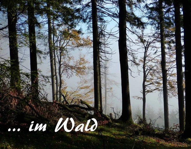 0Titel waldbaden-cuxhaven_Annette Bernjus.jpg