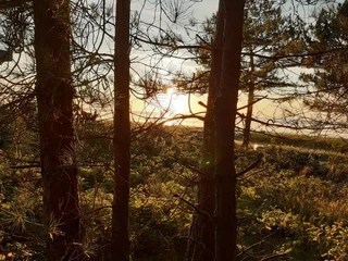 1waldbaden-cuxhaven_Suse Weber.jpg