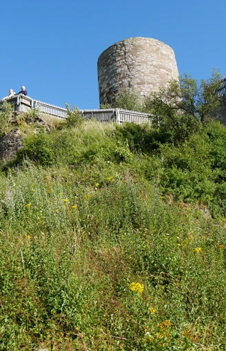 Burgruine Desenberg Ruine der mittelalterlichen Burg auf einem Hügel, umgeben von grüner Vegetation und blauem Himmel.