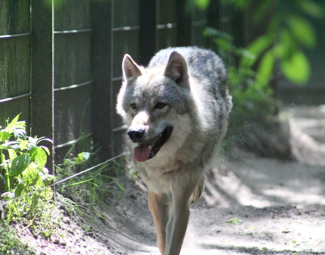 Ein Besuch des Wolfcenters in Dörverden Ein Besuch des Wolfcenters in Dörverden