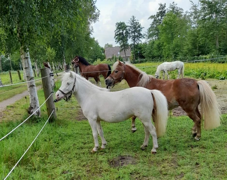Ponyreitschule Otterndorf