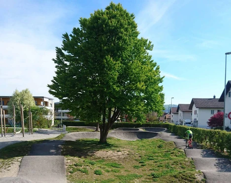 pumptrack-lerchenfeld-track-spielplatz-baum.jpg