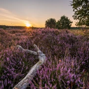 Sonnenuntergang Heideschleife Sonnenuntergang Heideschleife Misselhorner Heide Hermannsburg Südheide