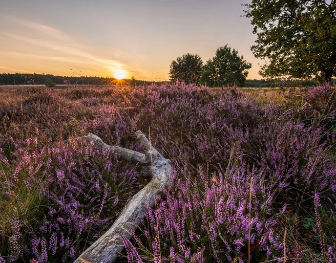 Sonnenuntergang Heideschleife Sonnenuntergang Heideschleife Misselhorner Heide Hermannsburg Südheide