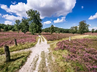 Heideschleife Fischbeker Heide Heideschleife Fischbeker Heide Rundwanderweg