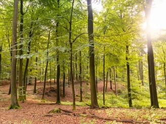 Laubwald Schwarze Berge  Laubwald Schwarze Berge Heideschleife Rundwanderweg Nordheide