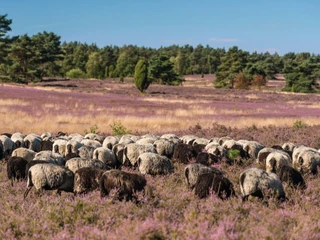 Heidschnuckenherde im Büsenbachtal  oft trifft man am nachmittag eine heidschnuckenherde im büsenbachtal