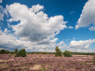 Heideschleife Weseler Heide  Heideschleife Weseler Heide Rundwanderweg Undeloh