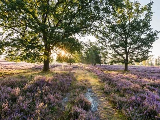 Wilseder Berg Heideschleife Wilseder Berg Rundwanderweg