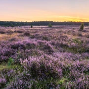 Misselhorner Heide zur Heideblüte Misselhorner Heide zur Heideblüte Heideschleife Rundwanderweg