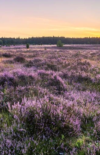 Misselhorner Heide zur Heideblüte Misselhorner Heide zur Heideblüte Heideschleife Rundwanderweg