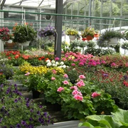 Blumen Lindner (6).jpg