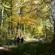 Hohlweg_Wanderer.jpg Zwei Wanderer spazieren auf einem von Bäumen gesäumten Pfad im herbstlich verfärbten Wald.