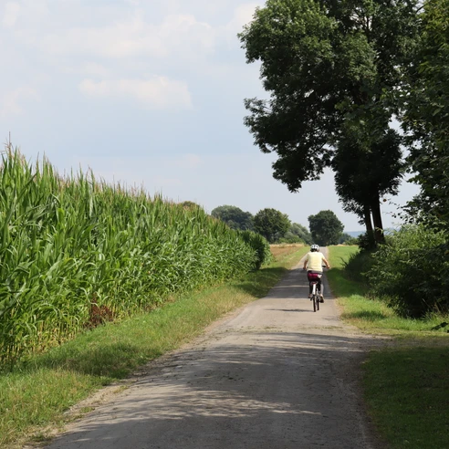 Radfahrer Ein Radfahrer fährt auf einem von Bäumen und Maisfeldern gesäumten Weg in einer ländlichen Umgebung.
