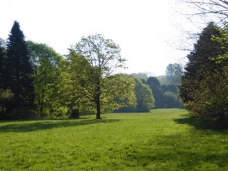 Aussicht Bienenlehrpfad Grüne Wiese mit Bäumen und bewaldetem Hintergrund im Naturbereich des Bienenlehrpfads.