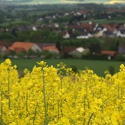 Rapsblüte-Blick auf Sülbeck.jpg Rapsblüte-blick-auf-sülbeck