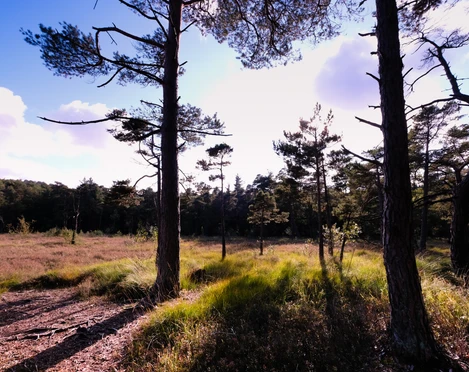 Teutoburger Wald / Detmold / Hangmoor Lichtdurchflutete Waldlichtung im Teutoburger Wald, mit vereinzelten Kiefern und grünem Unterwuchs.