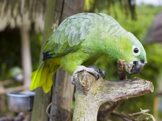 Grüner Papagei sitzt auf einem Ast und knabbert an einem Stück Holz, umgeben von dichtem Laub.