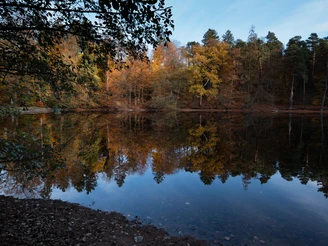 Herbstlaub reflektiert im ruhigen Wasser des Donoper Teichs, umgeben von dichten Wäldern.