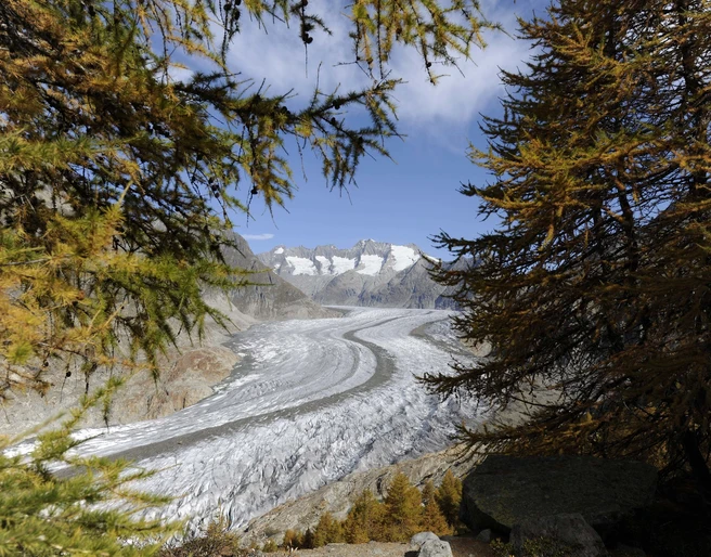 wander-im-aletschwald-riederalp.jpg