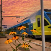 Bahnhof Horn Bahnhof Horn in Abendstimmung mit gelben Blumen im Vordergrund und einem vorbeifahrenden Zug.