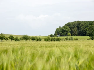 Landschaft im Osnabrücker Land  Weite Wiesenlandschaft mit kleinen Baumreihen und einem Wald im Hintergrund.
