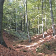 Stadtwüstung Blankenrode Stadtwüstung Blankenrode