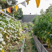 Annalinde Landwirtschaft - Urbane Kultur in Leipzig Blick durch die Pflanzenreihen im Annalinde Garten; Holzkübel-Beete, farbige Wimpel, Wiese