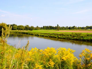 Mulderadweg bei Bad Düben - Freizeiterlebnisse in der Leipzig Region Landschaft mit gelben Blumen und Wiese um den Fluss Mulde herum, Radfahren, Ausflug