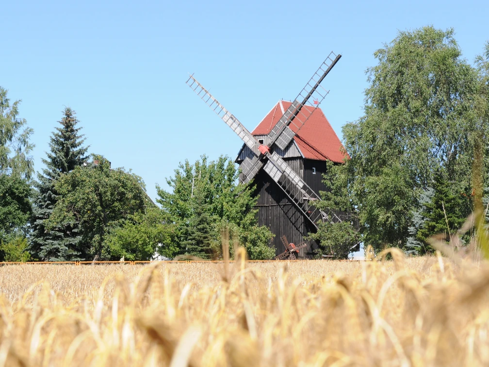 Bockwindmühle Ballendorf - Industriekultur in der Leipzig Region Blick auf die historische Bockwindmühle Ballendorf hinter einem Getreidefeld vor blauem Himmel, Industriekultur, region, ausflug