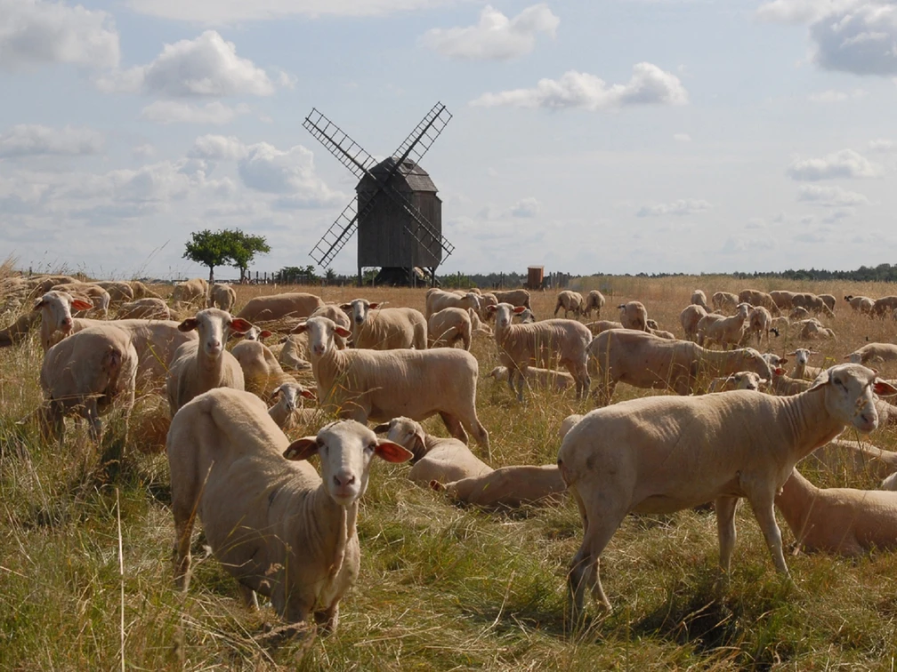 Bockwindmühle Zeuckritz - Industriekultur in der Leipzig Region Schafe auf einer Wiese und im Hintergrund die Windmühle, Region, Ausflüge, Sehenswürdigkeiten